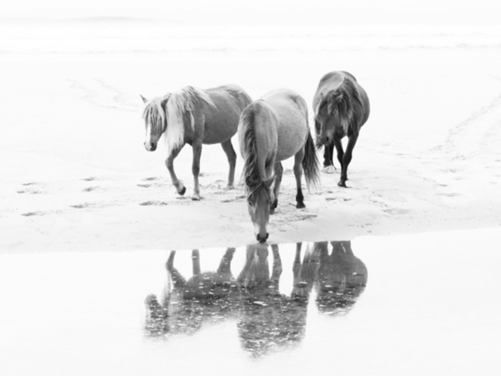 Reflections Of Sable Island The Wellings reflections-of-sable-island-the-wellings
